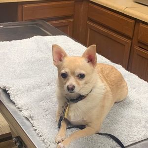 Meet your Posher, Dan